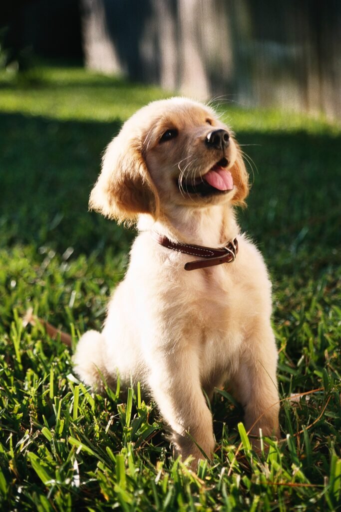 golden retriever puppies