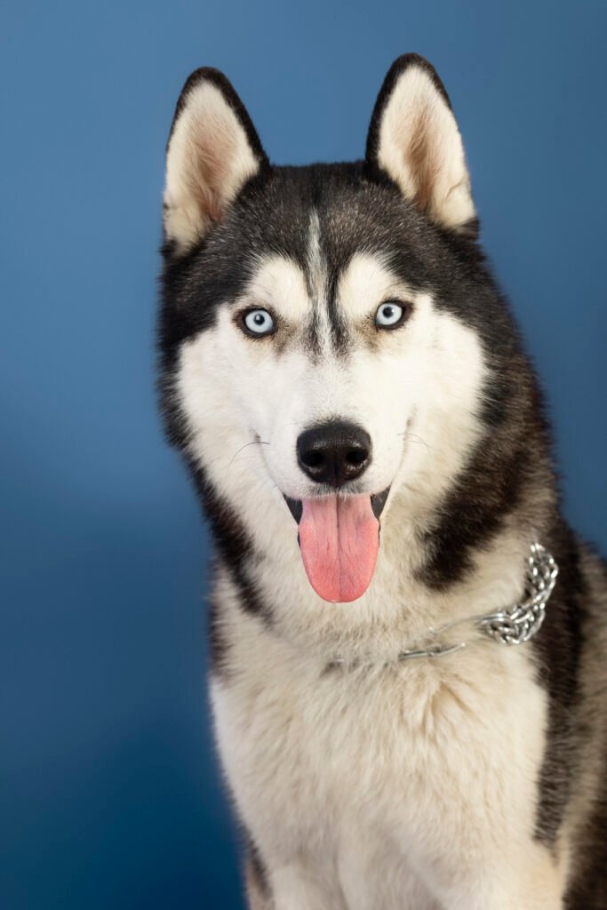 The norwegian elkhound: A Versatile Companion for Active Families norwegian elkhound